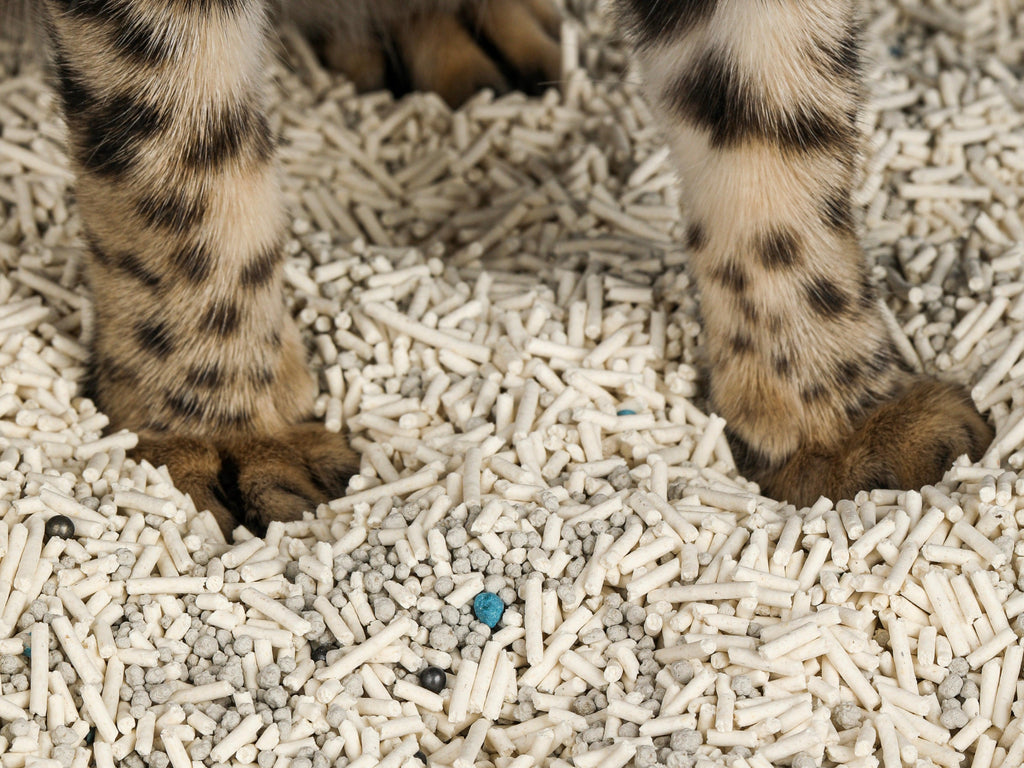 Are you confused about the different types of cat litter? - MichuPet