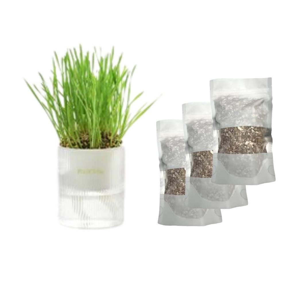 Michupet All-in-One Soil-Free Cat Grass Grow Kit - MichuPet
