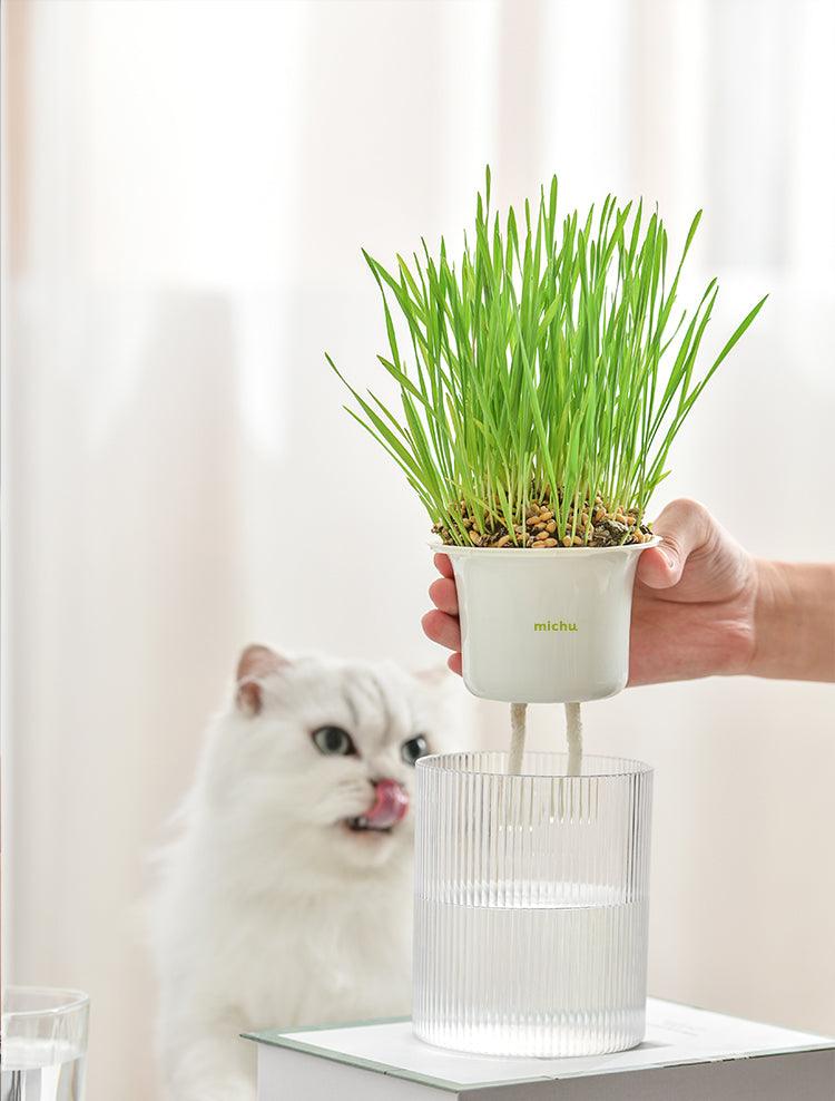 Michu All-in-One Soil-Free Cat Grass Grow Kit